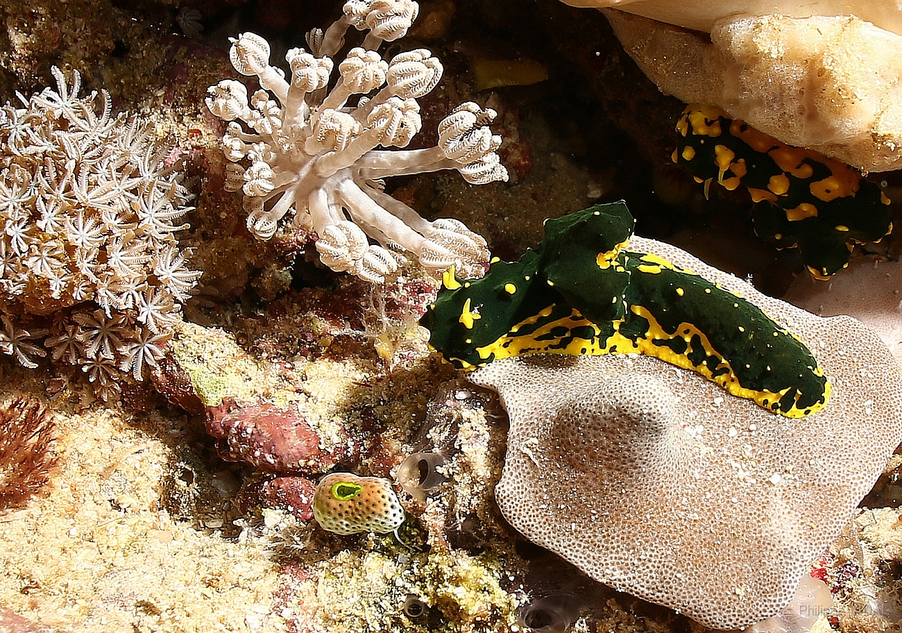 Raja Ampat 2016 - Notodoris ou Aegires  gardineri - Gardiners banana nudibranch - Nudibranche banane gardineri -  IMG_4872_rc.jpg